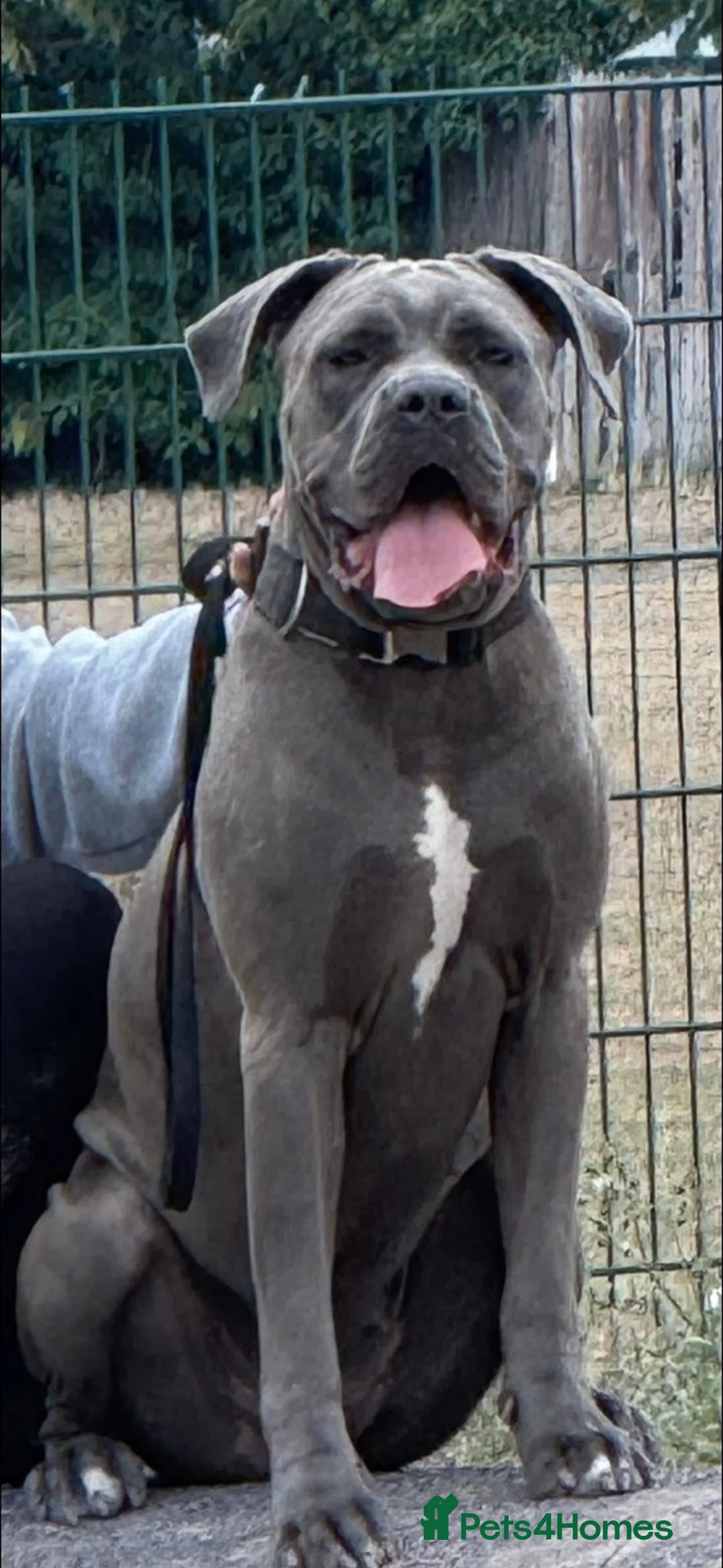 Cane Corso dogs for sale: Cane corso champion bloodline  - Advert 2