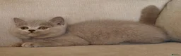British Shorthair cats for sale: Beautiful kittens  - Advert 9