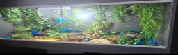 Python Snake reptiles for sale: Special pastel leopard pied & vivarium  in Spalding - Advert 5