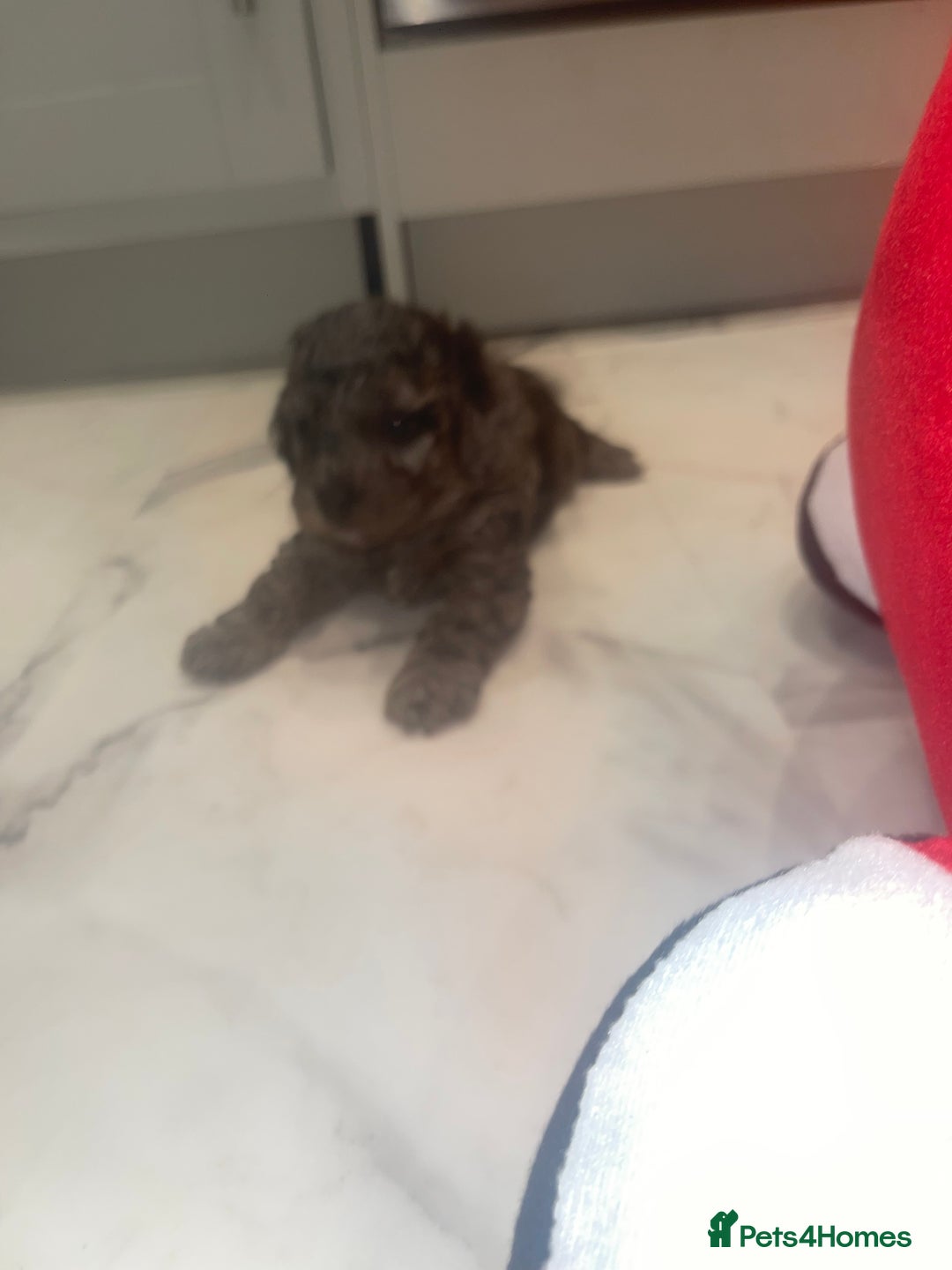 Cockapoo dogs for sale: Cockerpoo FB1 ready to leave  **  Eve  - Advert 15