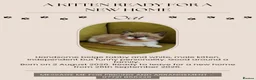 Mixed Breed cats for sale: A KITTEN READY FOR NEW FAMILY HOME.  in Swindon - Advert 6