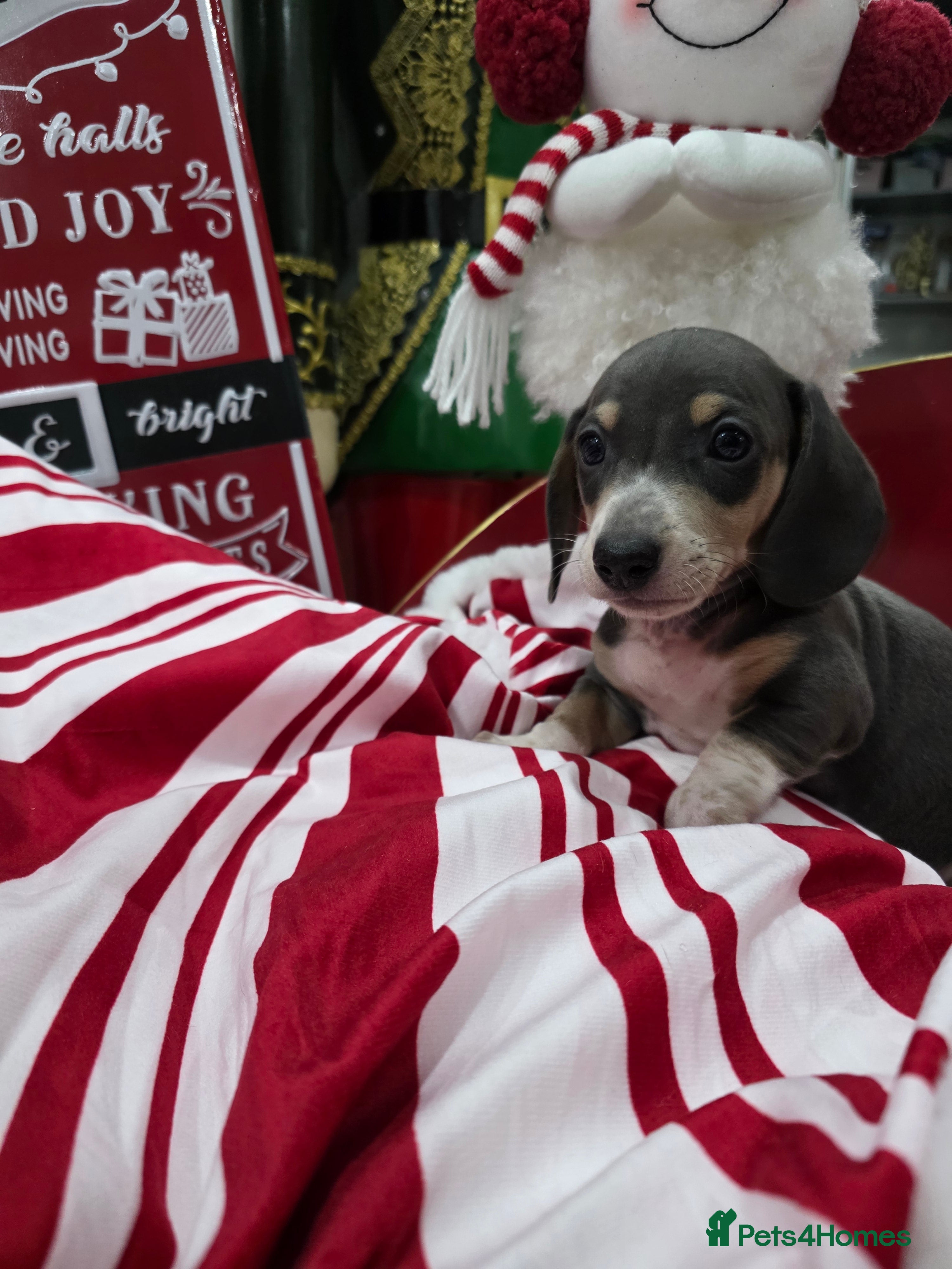 Miniature Dachshund dogs 🌟Beautiful Miniature Dachshund✨️s  - Advert 3