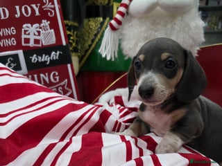 Miniature Dachshund dogs 🌟Beautiful Miniature Dachshund✨️s - Advert 3