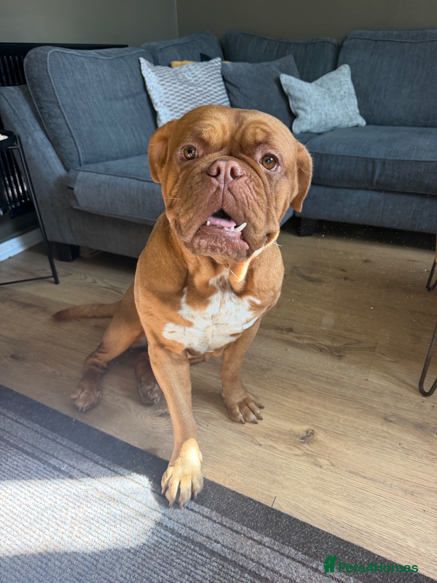 Dogue De Bordeaux dogs Dogue de Bordeux Girl  - Advert 11