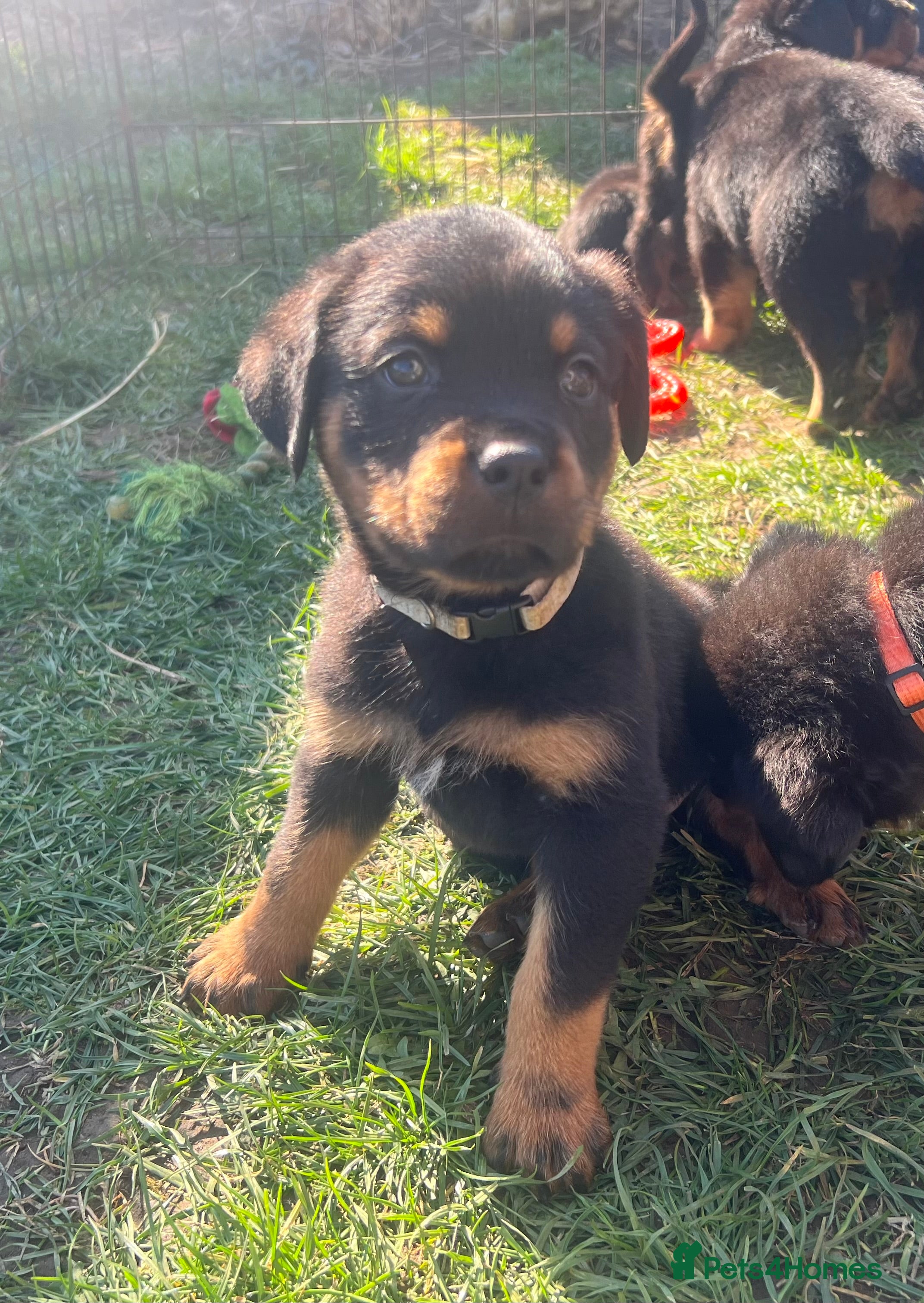 Rottweiler dogs Gorgeous last Rottweiler pup  - Advert 13