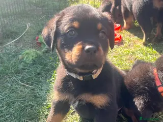 Rottweiler dogs Gorgeous last Rottweiler pup - Advert 2