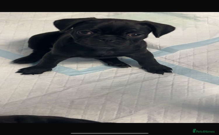Frug dogs - Advert 1