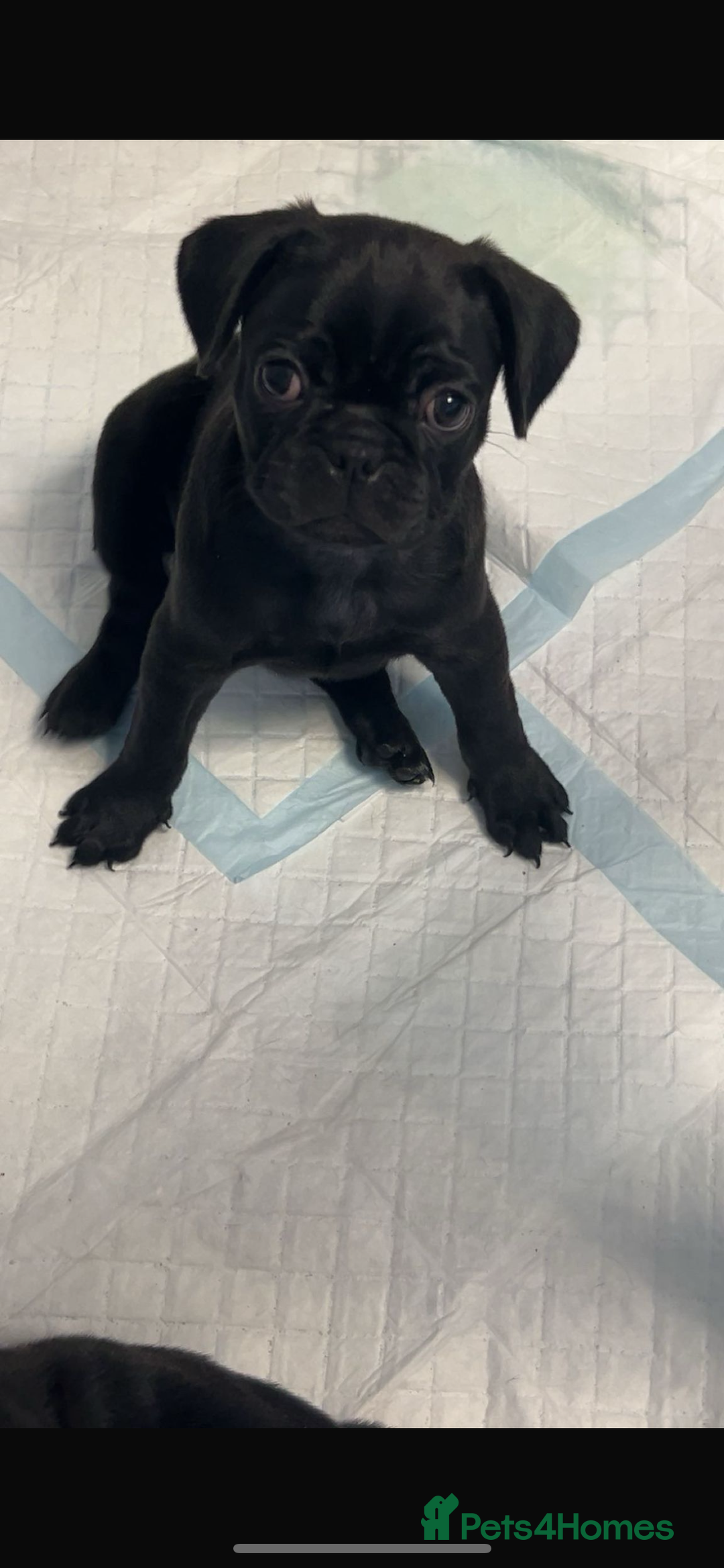 Frug dogs for sale: Frug puppies  - Advert 5