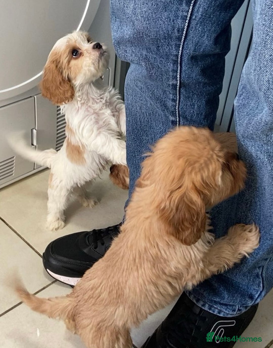 Cavachon dogs for sale: Teddy bear  male  cavachon puppy for sale - Advert 3