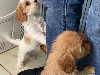 Cavachon dogs 6 beautiful cavachon puppies for sale - Advert 1