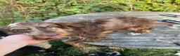 Cockapoo dogs for sale: Adult F1 and F1b girls - Advert 6