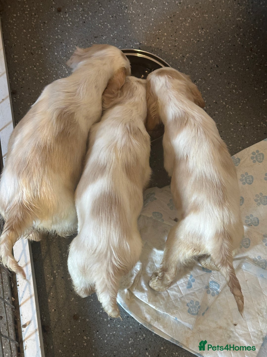 Cocker Spaniel dogs for sale: 1 boy available orange roan  - Advert 6