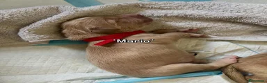 Mario - red collar