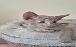 Oriental cats for sale: Oriental and Siamese Gccf registered kittens. - Image 27