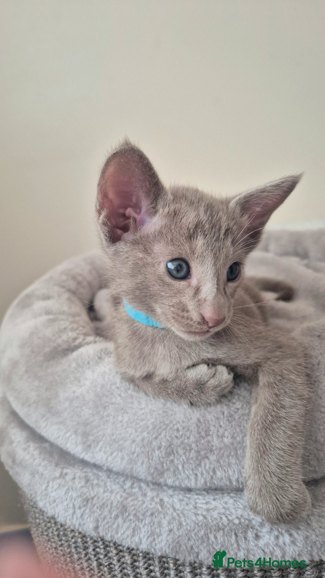Oriental cats for sale: Oriental and Siamese Gccf registered kittens. - Image 27