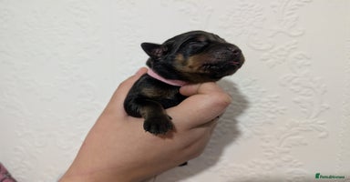 Rottweiler dogs 🐶 Rottweiler Puppies – German ADRK Bloodlines - Advert 2