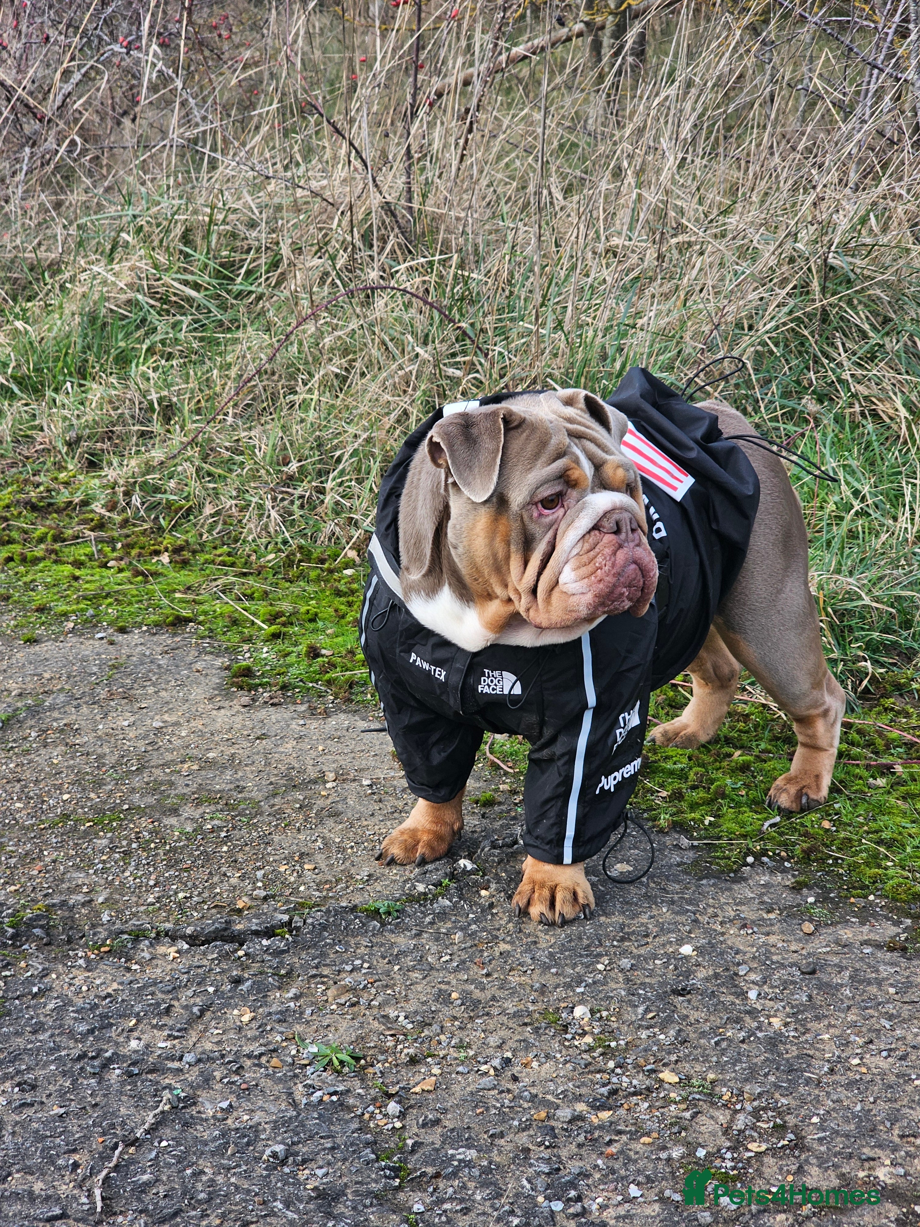 English Bulldog dogs English bulldog lilac female - Advert 3