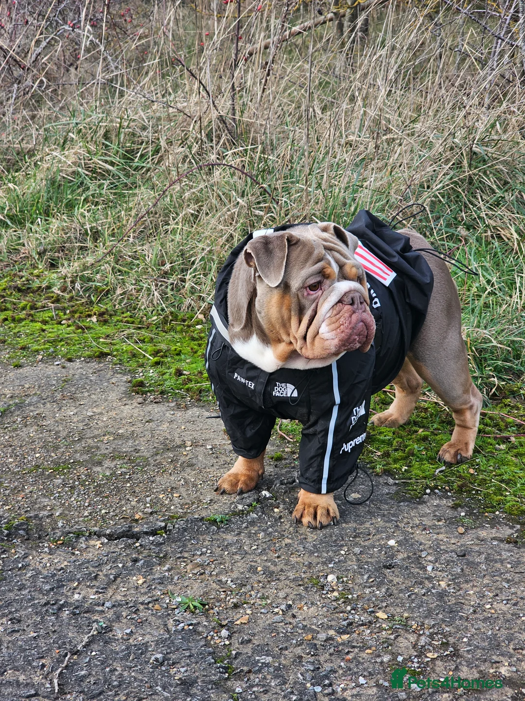 English Bulldog dogs for sale: English bulldog lilac female - Advert 1