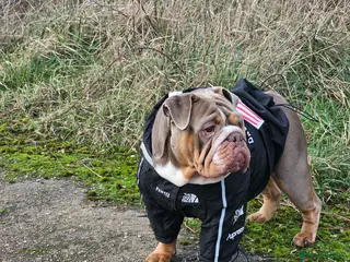 English Bulldog dogs English bulldog lilac female - Advert 12