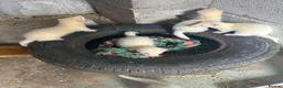 Ferret rodents for sale: Albino Ferrets in Chesterfield - Advert 2