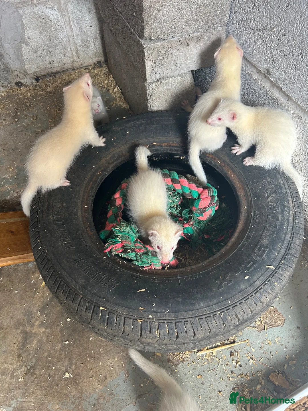 Ferret rodents for sale: Albino Ferrets in Chesterfield - Advert 2