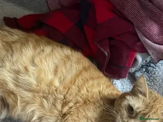 Mixed Breed cats Brand new kittens - Advert 1