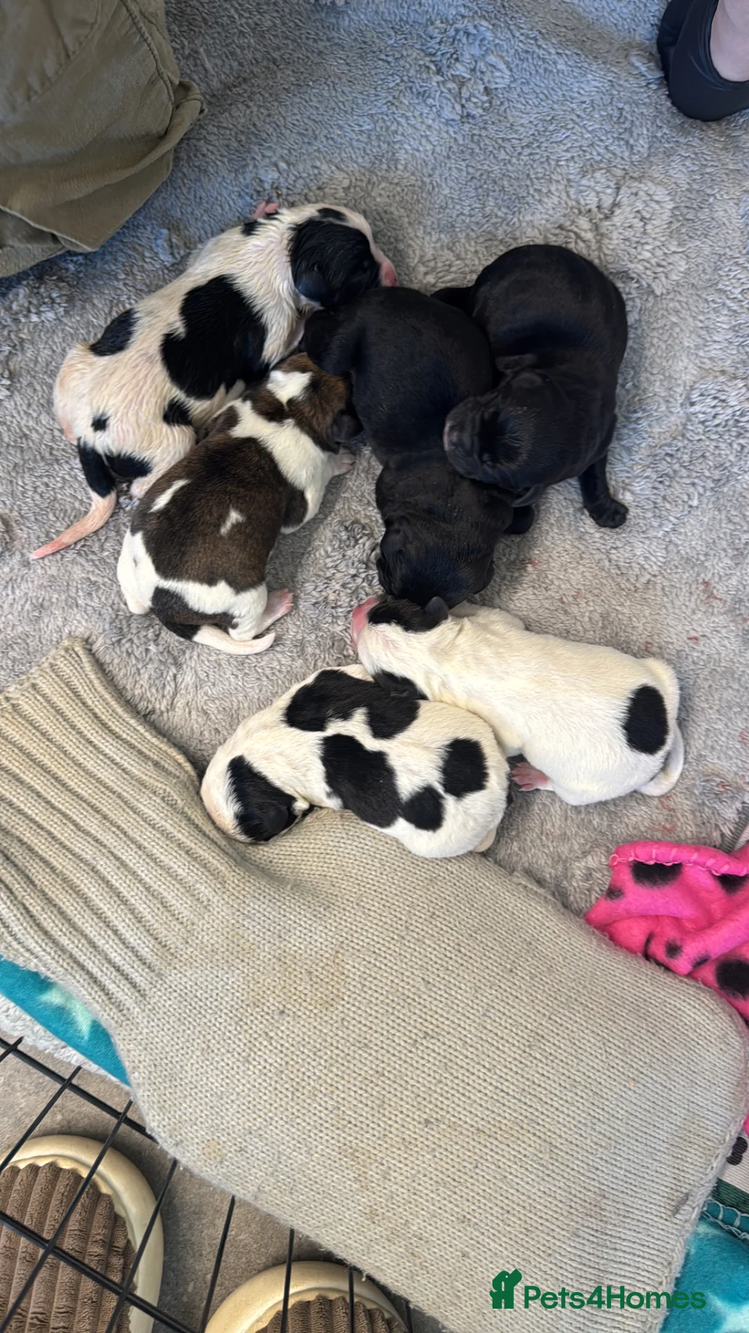 Mixed Breed dogs for sale: Staffador X Whippet Lurcher Puppies 🐶 - Advert 9