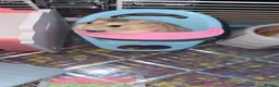 Hamster rodents for sale: Russian Dwarf Hamster  - Advert 2