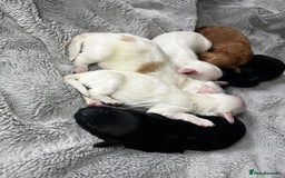 Australian Labradoodle dogs for sale: 6 Gorgeous Australian Labradoodle Puppies - Image 35