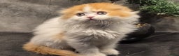 Scottish Fold cats for sale: Four wonderful Scottish Fold/straight kittens - Advert 12