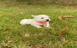 West Highland Terrier dogs for sale: Adorable West Highland Terrier Puppies - Image 5