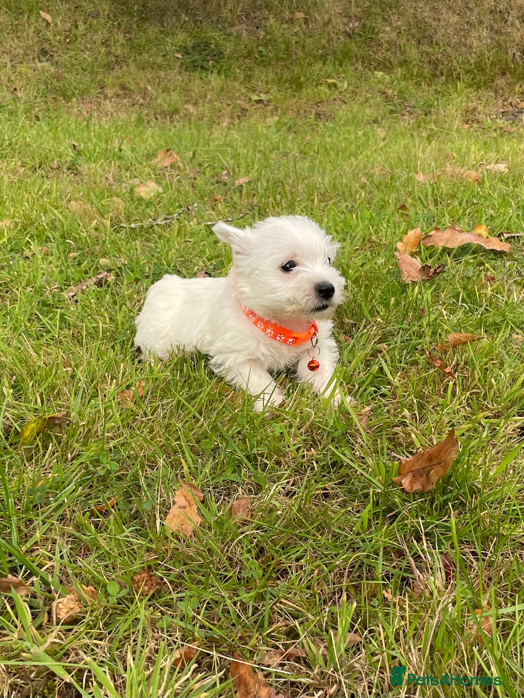 West Highland Terrier dogs for sale: Adorable West Highland Terrier Puppies - Image 5
