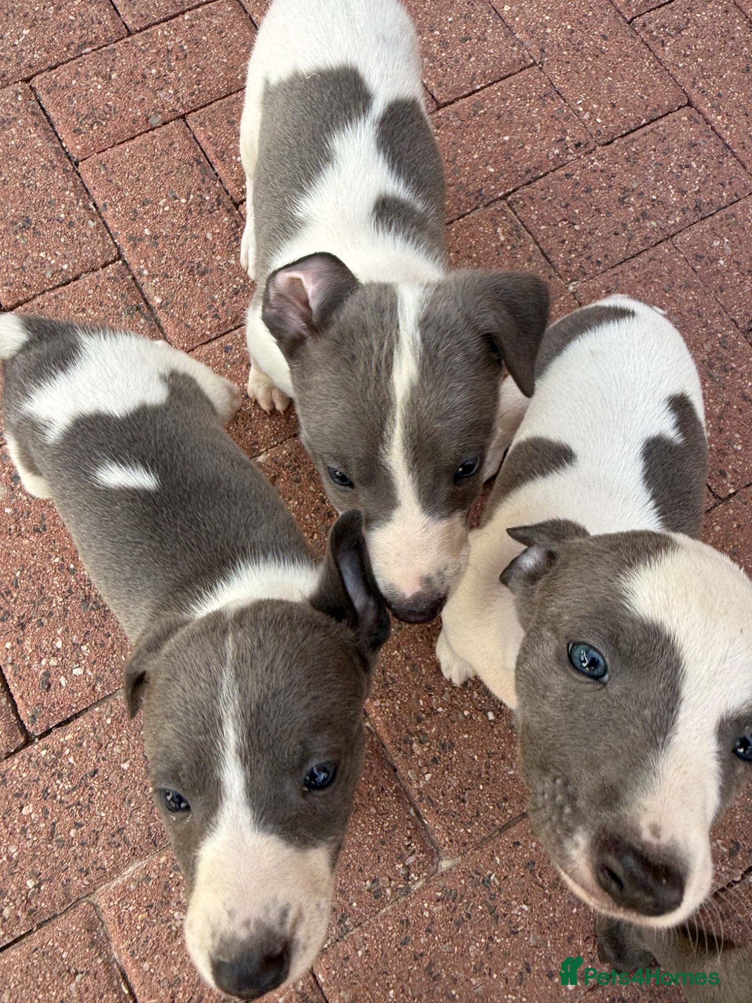 Whippet dogs Whippet puppies  - Advert 1