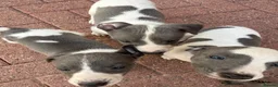Whippet dogs for sale: Whippet puppies  - Advert 1