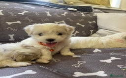 Bichon Frise dogs for sale: Bichon Frise  - Image 22