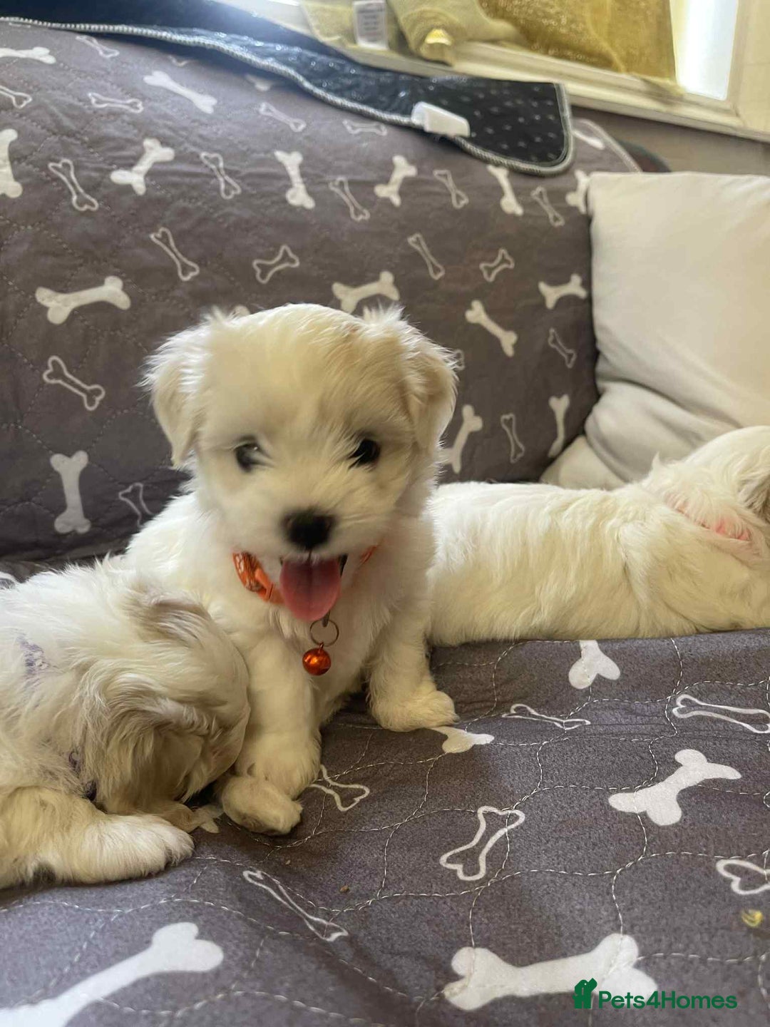 Bichon Frise dogs for sale: Bichon Frise  - Image 22