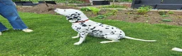 Dalmatian dogs for sale: Perdi's litter in Yeovil - Advert 1