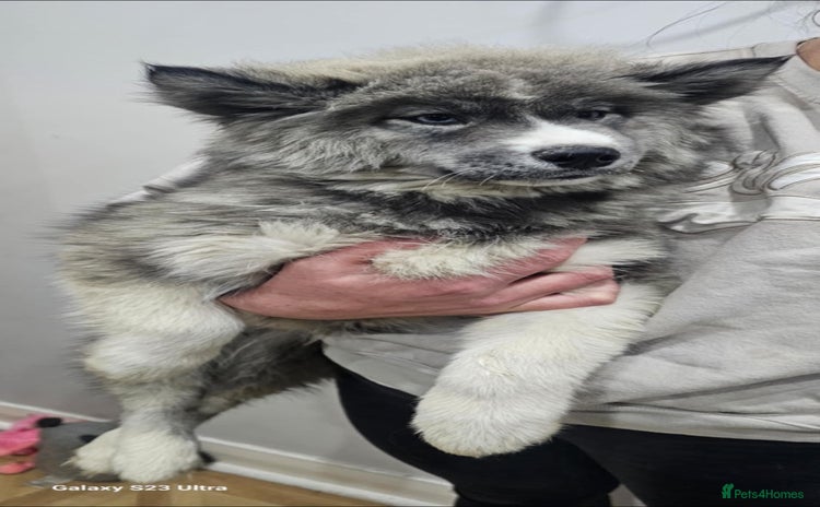 Siberian Husky dogs Wooly Siberian Huskies - fully vaccinated  - Advert 6