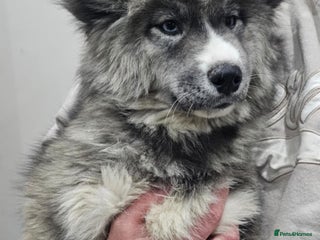 Siberian Husky dogs Wooly Siberian Huskies - fully vaccinated - Advert 7