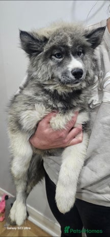 Siberian Husky dogs Wooly Siberian Huskies - fully vaccinated - Advert 6