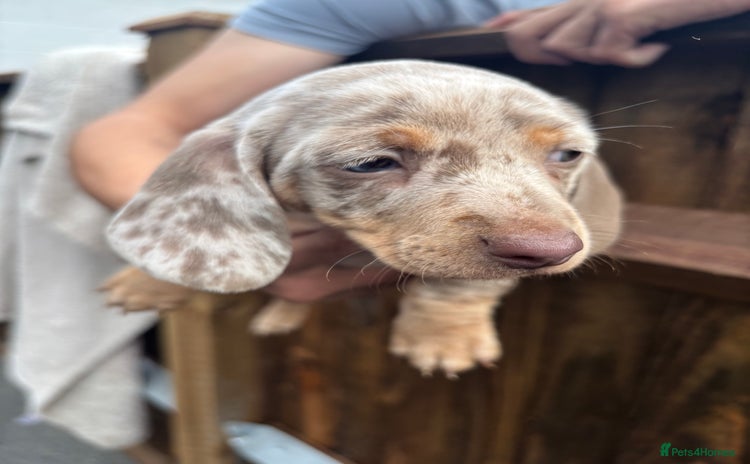 Dachshund dogs - Advert 4