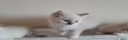 Ragdoll cats for sale: Ragdoll Kittens ready now - Advert 9