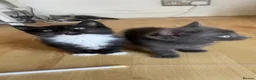 Mixed Breed cats for sale: 4 Adorable Kittens Ready for Forever Homes - Advert 29