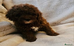 Cavapoo dogs for sale: F1bb extensively health tested caverpoo pups  - Advert 22