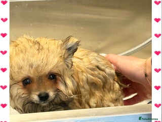 Pomeranian dogs 🏆✨Small🧸Teddy Bear SKY🩵BLUE EYE 👀POMS🐶✨ - Advert 7