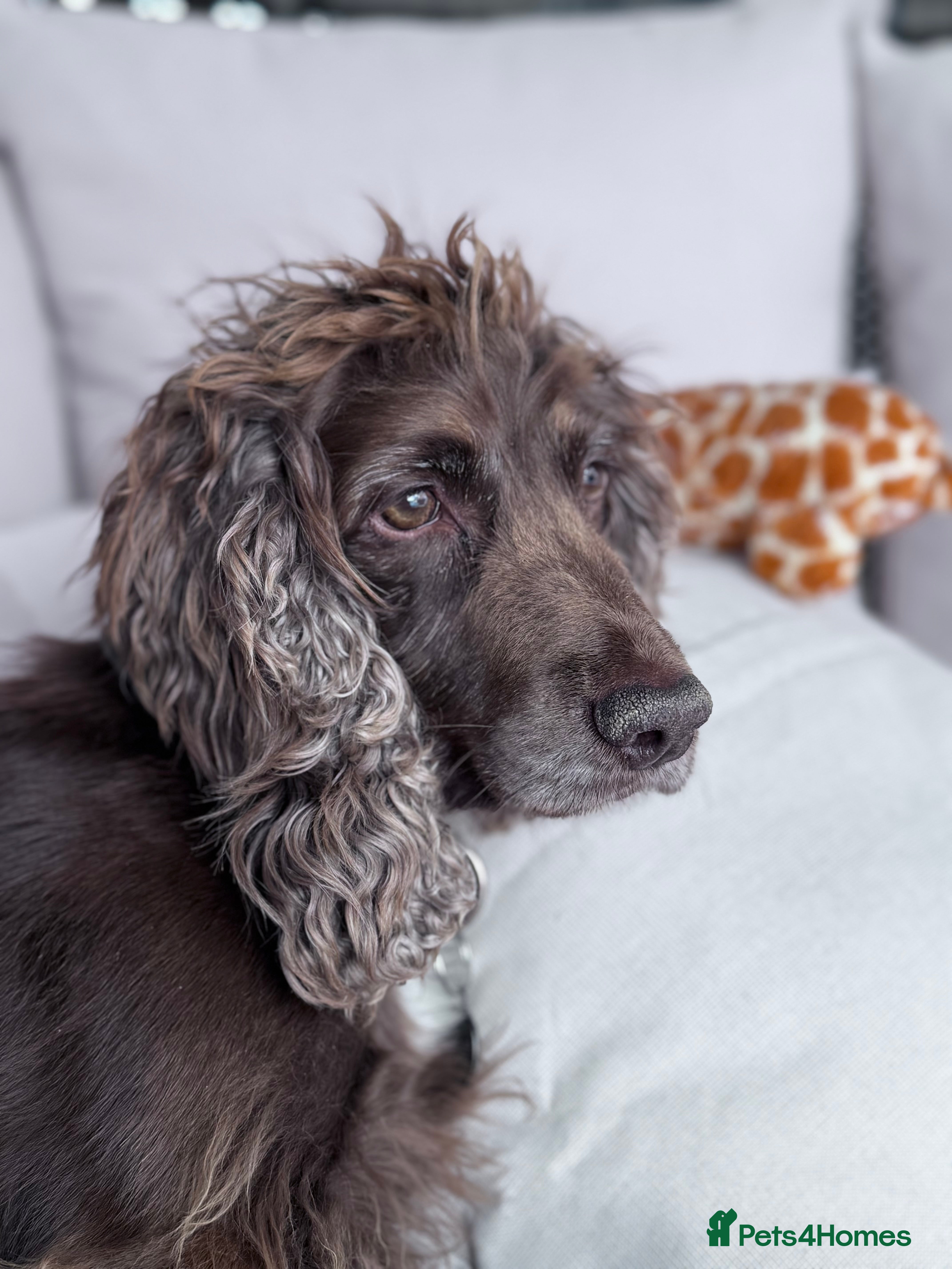 Cocker Spaniel dogs PROVEN KC CHOCOLATE WORKING COCKER SPANIEL STUD - Advert 2