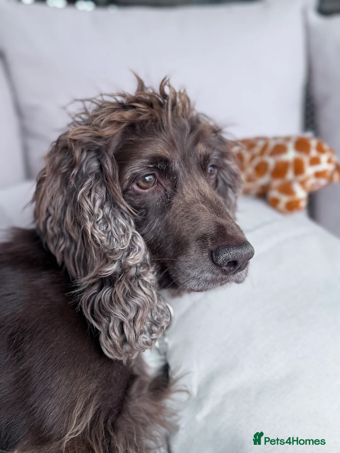 Cocker Spaniel dogs for stud: PROVEN KC CHOCOLATE WORKING COCKER SPANIEL STUD - Advert 1