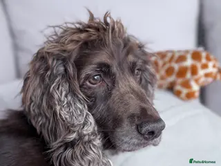 Cocker Spaniel dogs PROVEN KC CHOCOLATE WORKING COCKER SPANIEL STUD - Advert 2