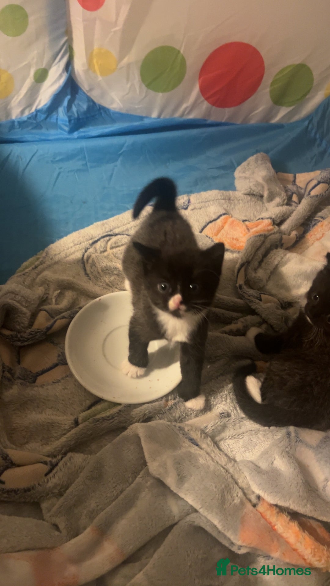 Domestic Shorthair cats for sale: 3 male kittens for sale 🩷 - Image 4