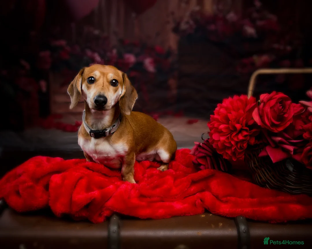 Miniature Dachshund dogs for sale: Lovely litter of 5 Miniature Dachshunds  in Nottingham - Advert 1